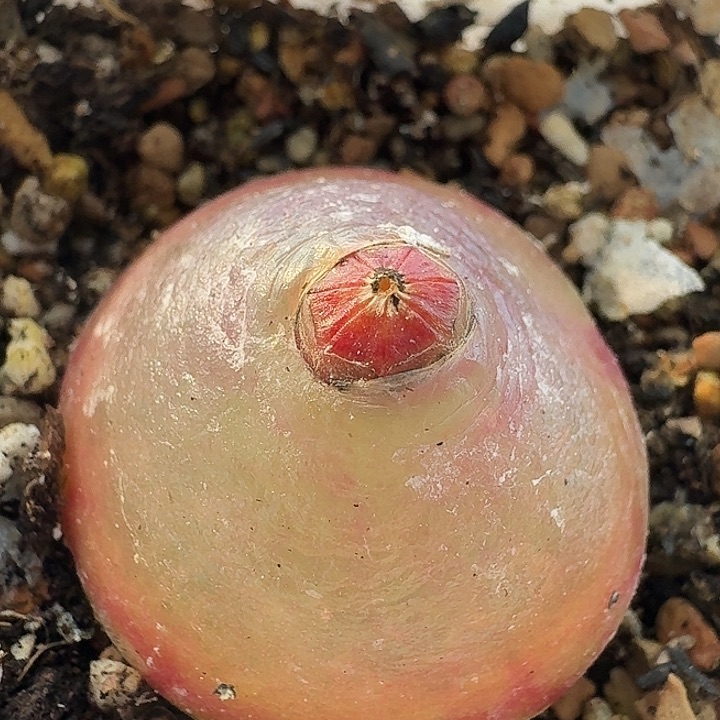 老马生石花灯泡1839