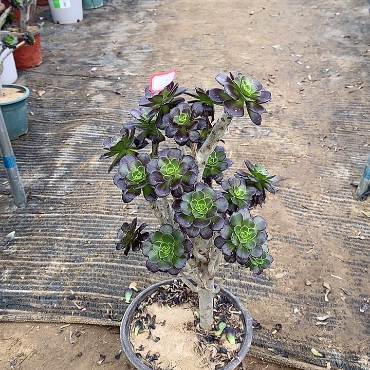 7，黑法师多肉法师多肉法师