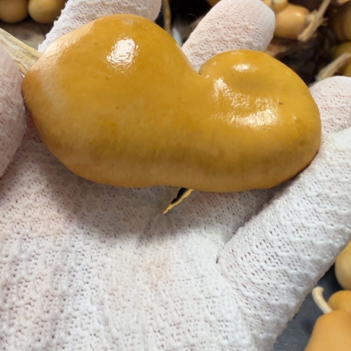 ᥫ***u767766666767776677776