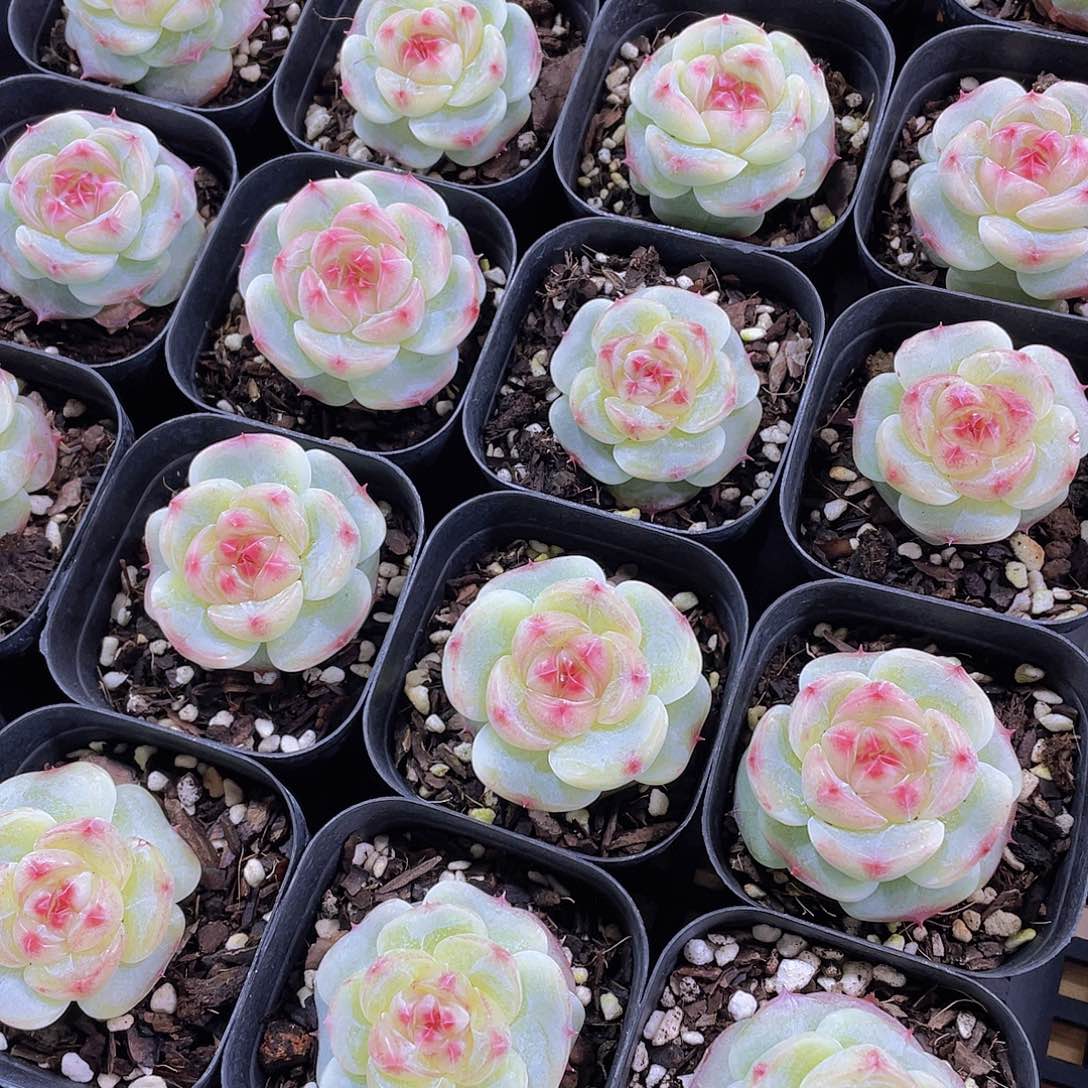 量拍149号 绿菩提珍妮单头一个