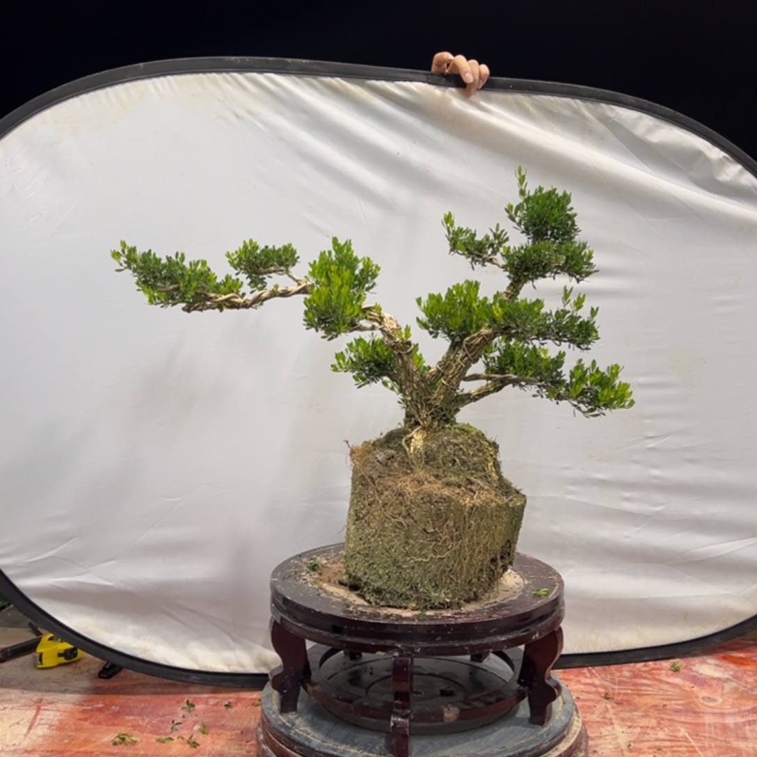 无花朵广东皱皮雀舌黄杨盆景