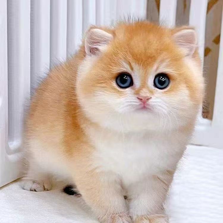 可爱独特金渐层蓝金猫咪潮宠全品类猫咪一物一拍以直播间展示为准