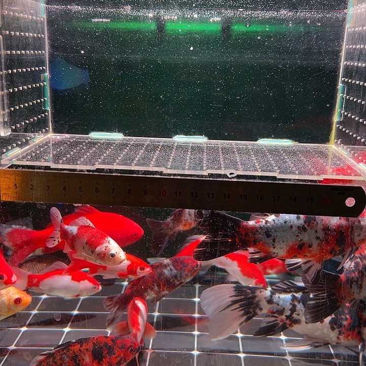 海水鱼金鱼12345678