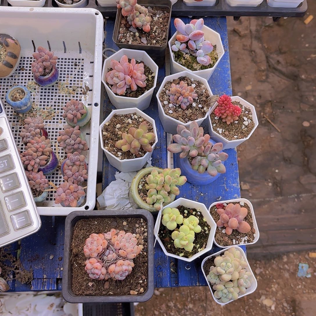 大***莎一物一拍111111一堆