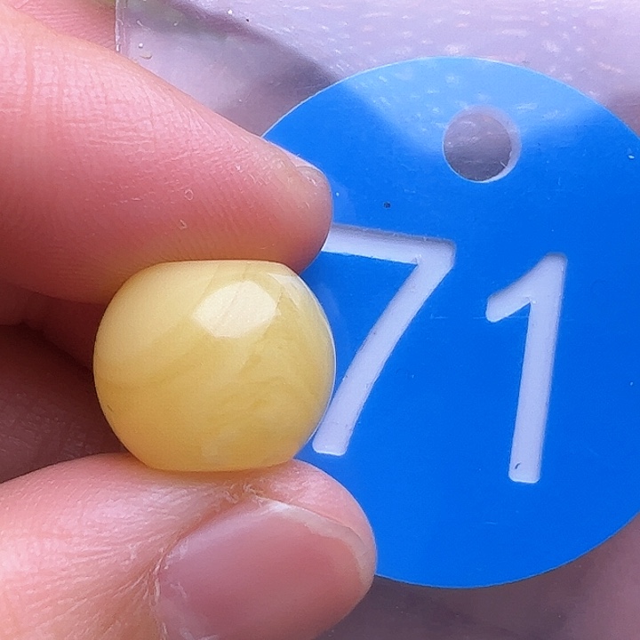 未镶嵌蜜蜡裸石13m m