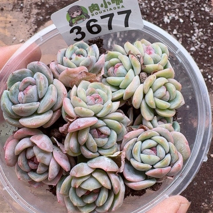 多肉植物多肉植物