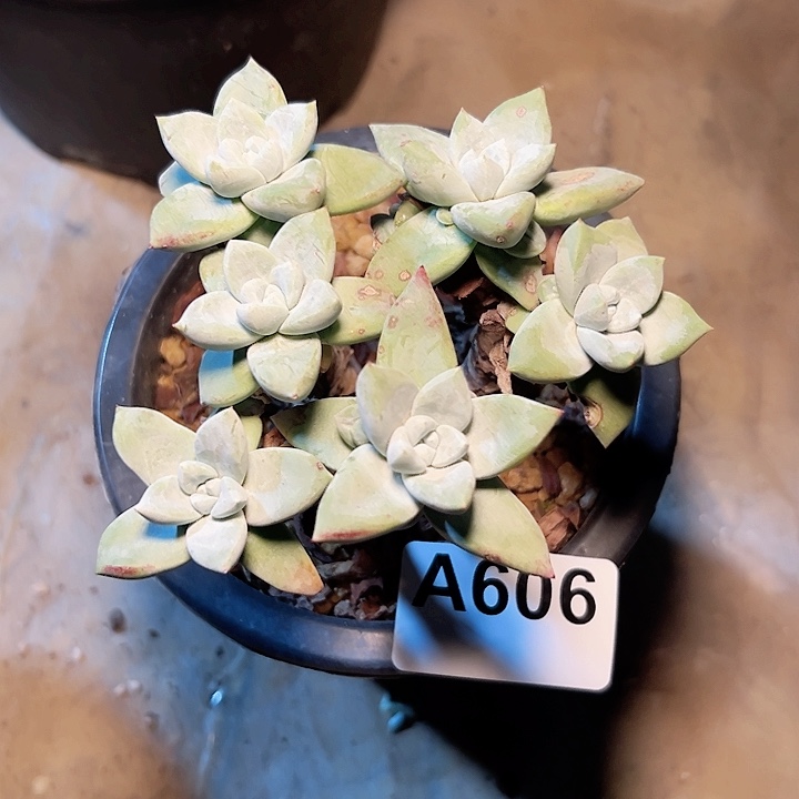 薇*小鹿多肉一物一拍606