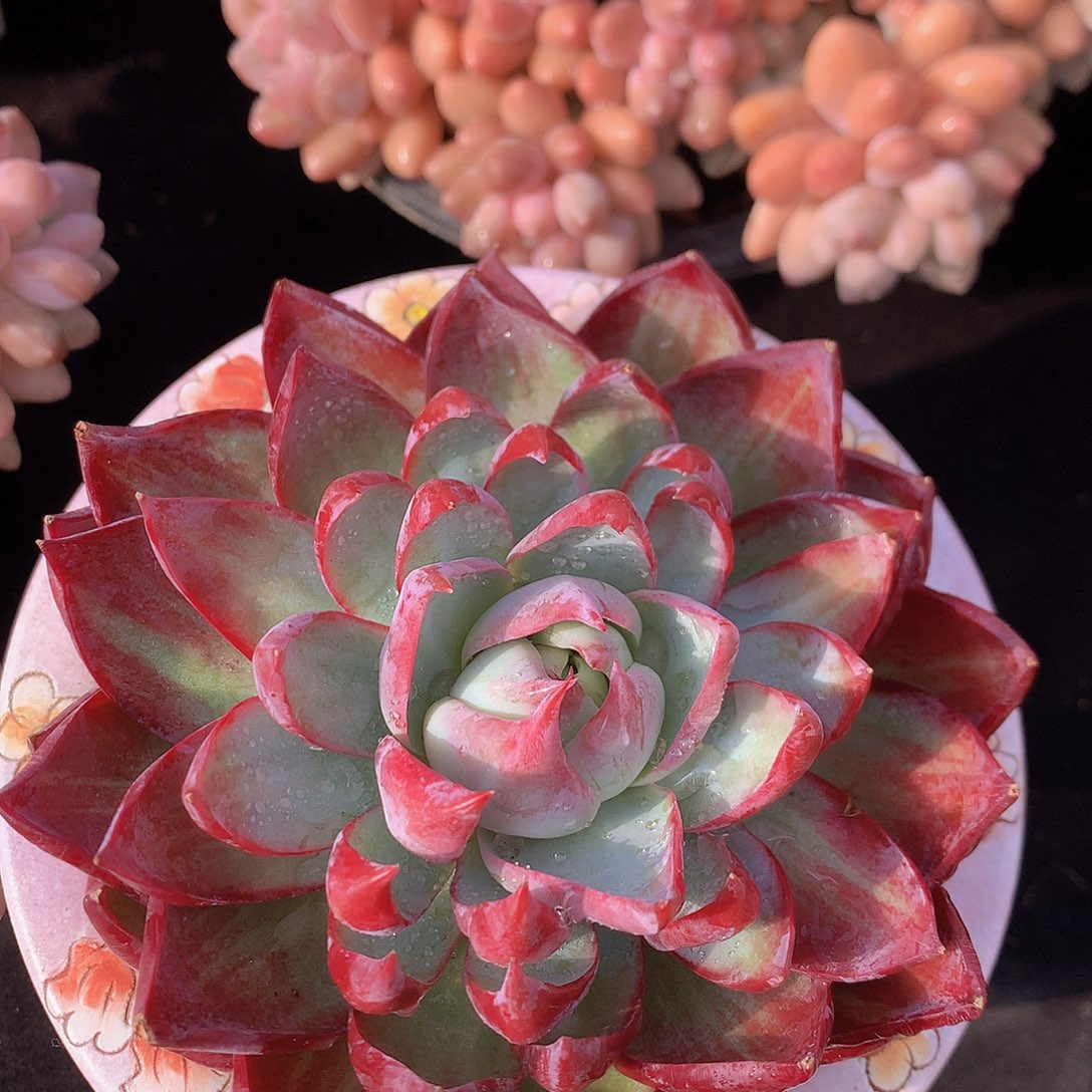 惊鸿多肉一物一拍