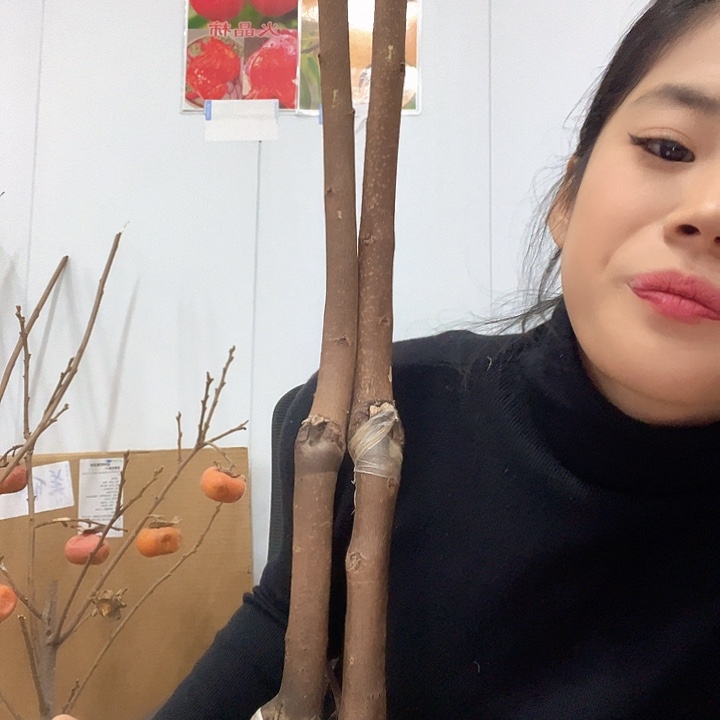 完全开放柿子树5颗