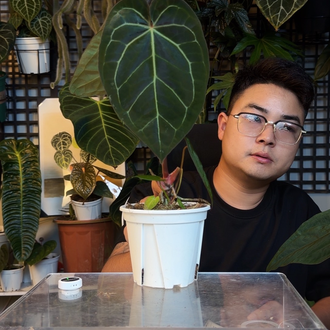 a***n完全开放巧克力杂哥伦比亚C113