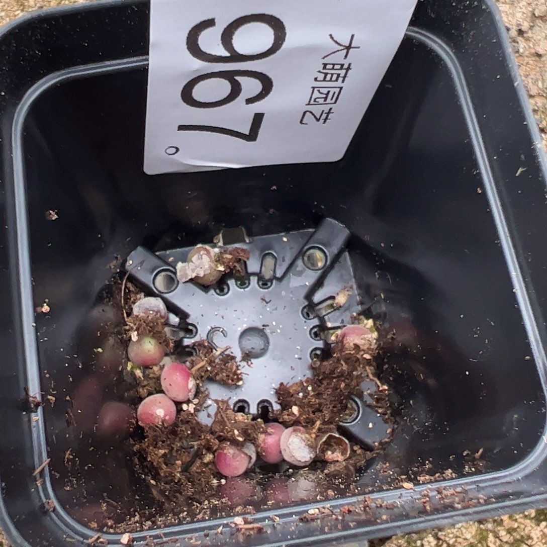 量拍以下1颗空蝉。   967