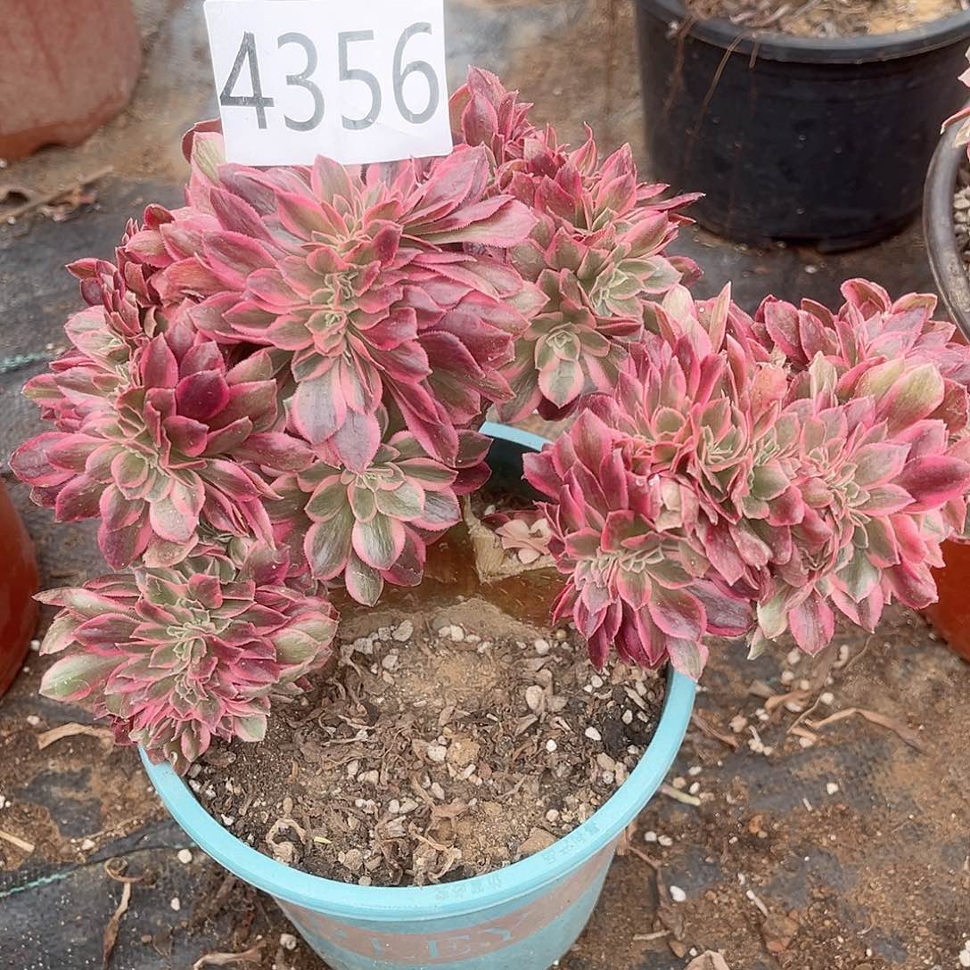 4356不知名缀化多肉植物