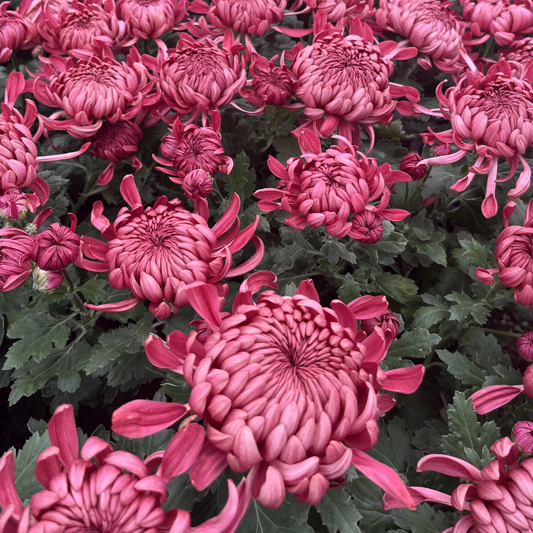 红绣球（九月精品大菊）