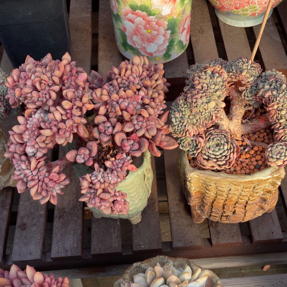 小***蓓白胖子组桃花源缀化清台子