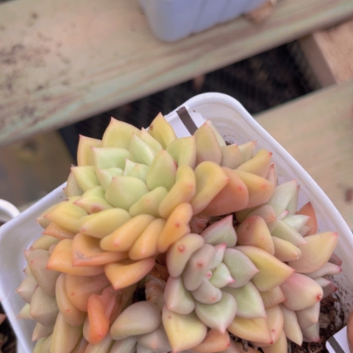 【闪购商品】黄金象牙05154