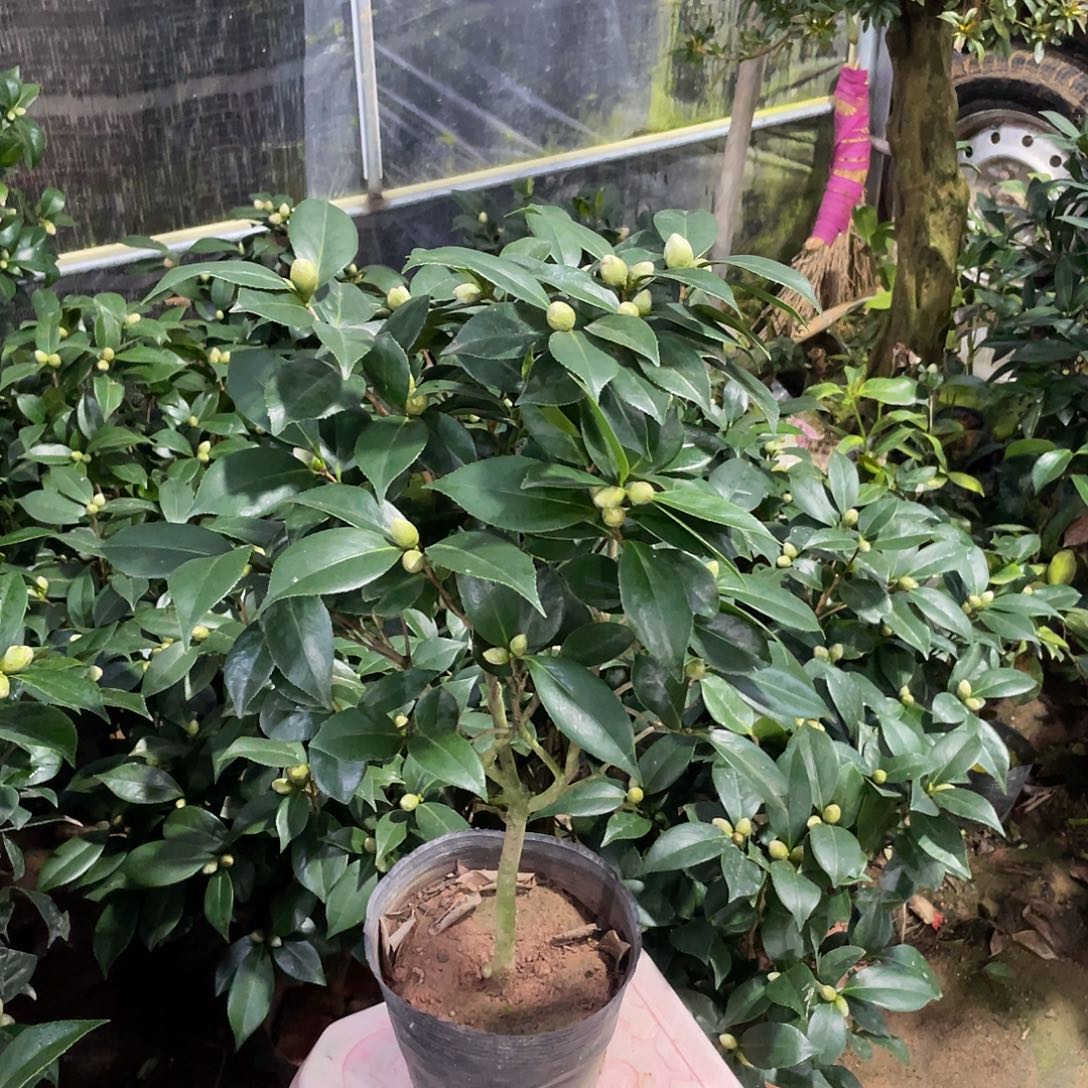 可***兰完全开放五色赤丹000004