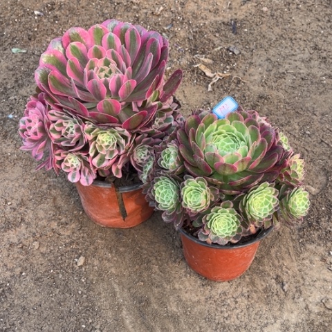 792多肉植物组合