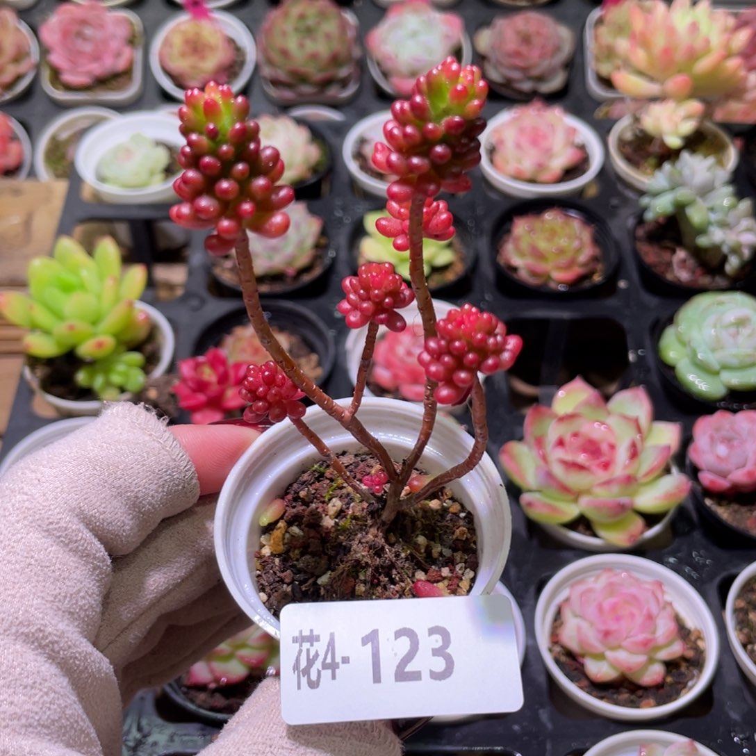 花利美4-123红色浆果