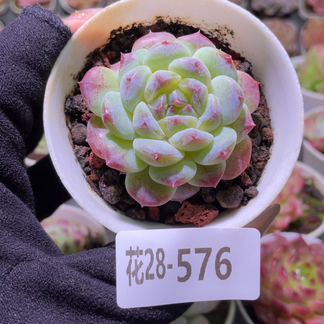 花利美28-576秘境冰魄