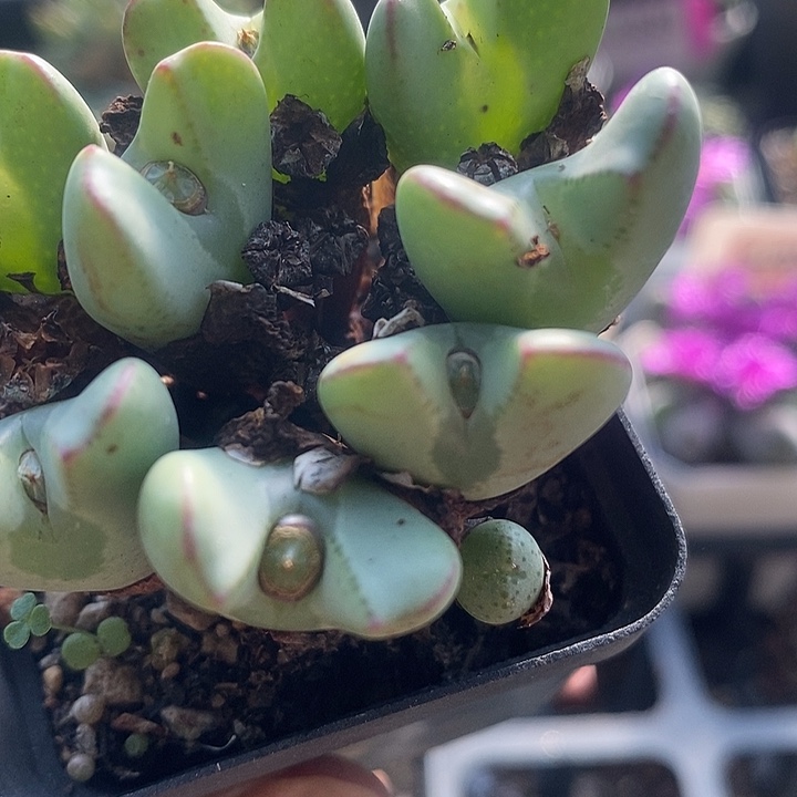 在下单后我再去给大家说7043