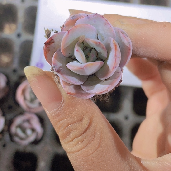 36精品布鲁蓝2米3颗