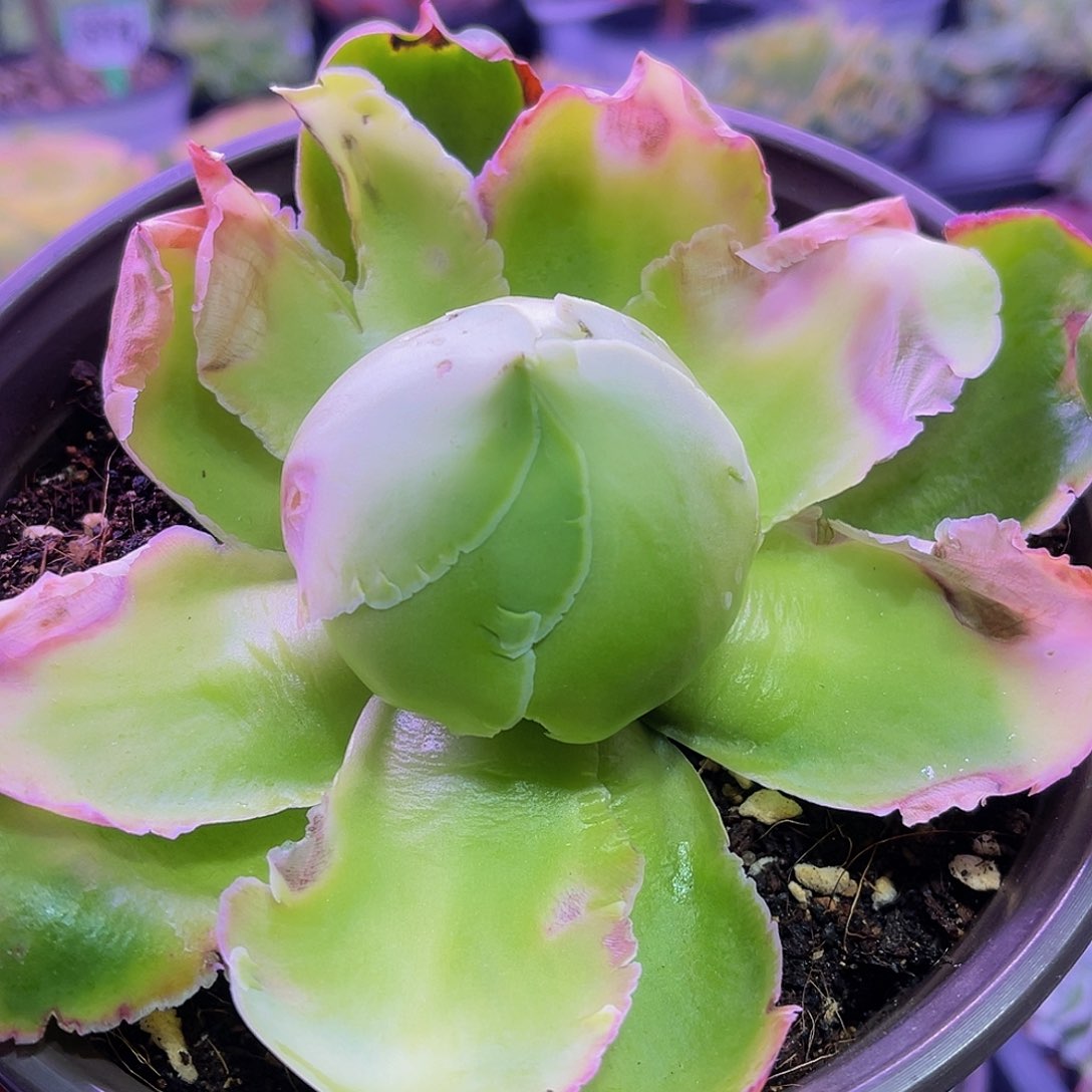 艾莎 非偏远包邮 多肉