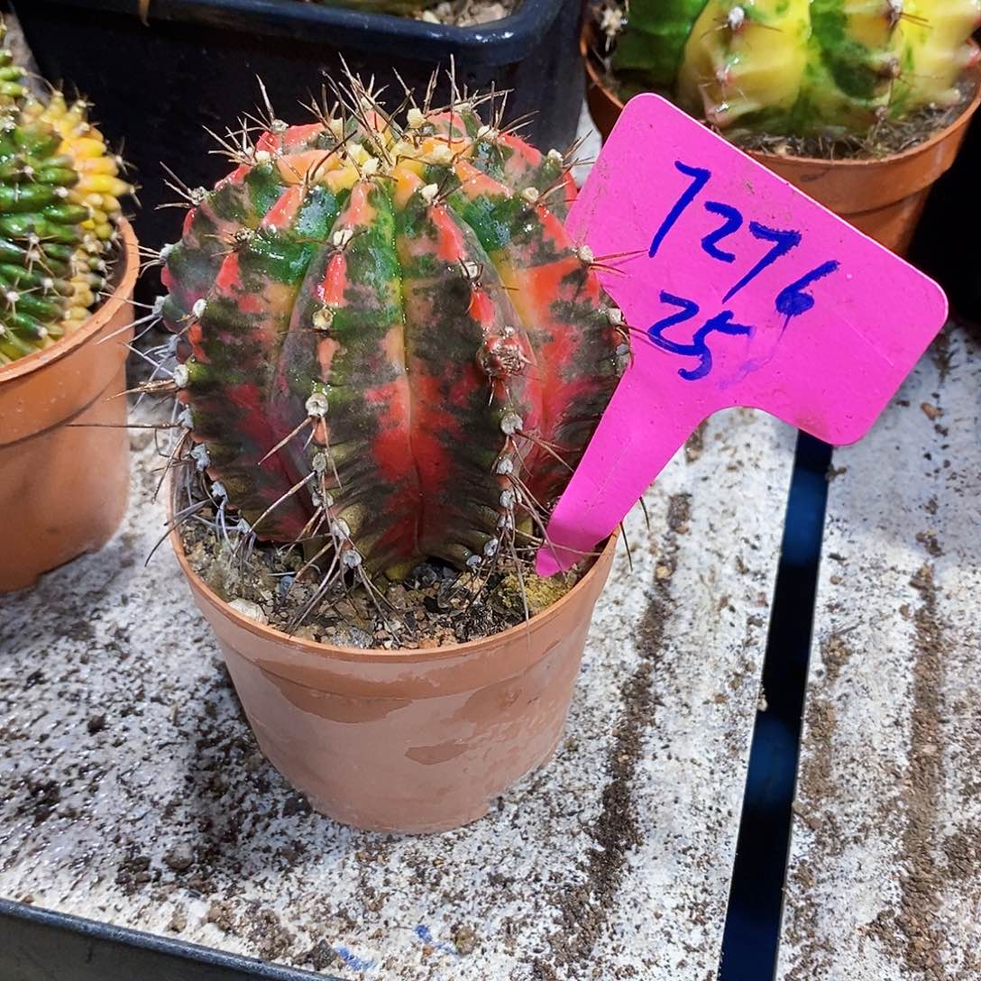 无花朵光辉111111111111111个