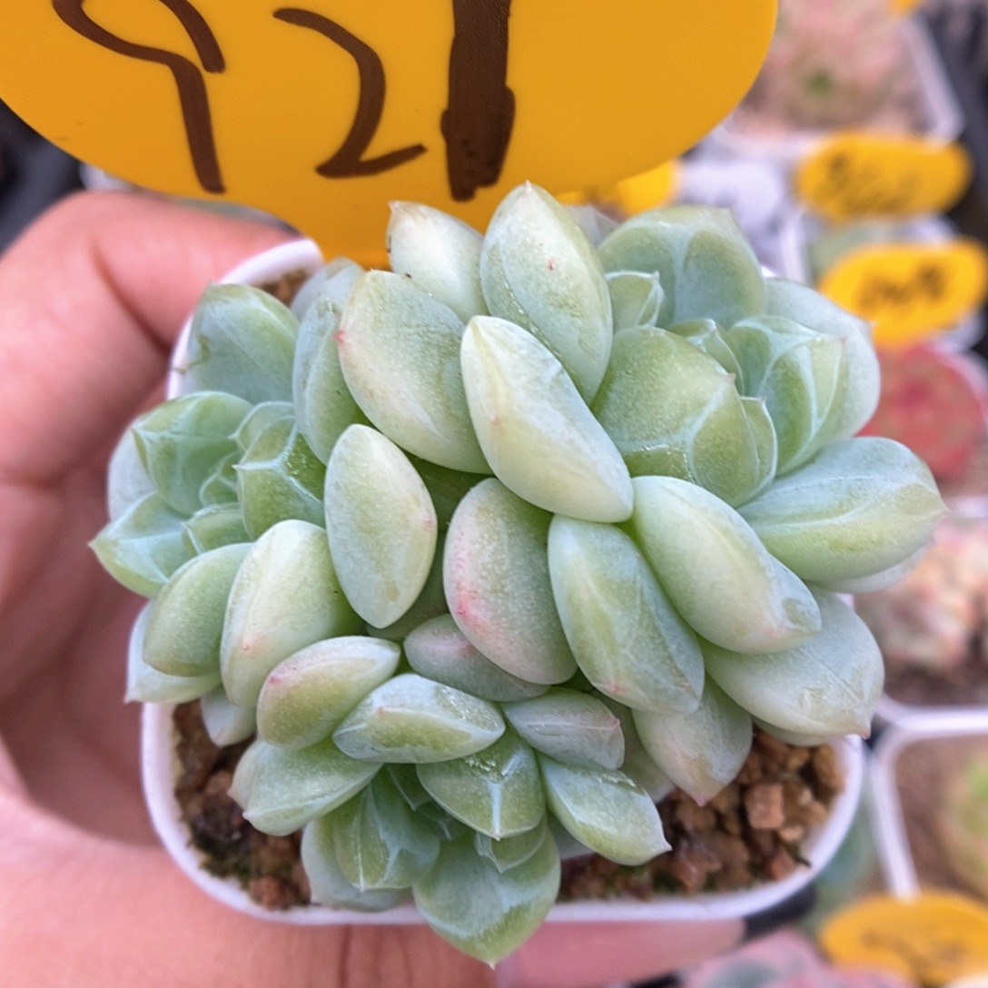 财富密码群生921号。 