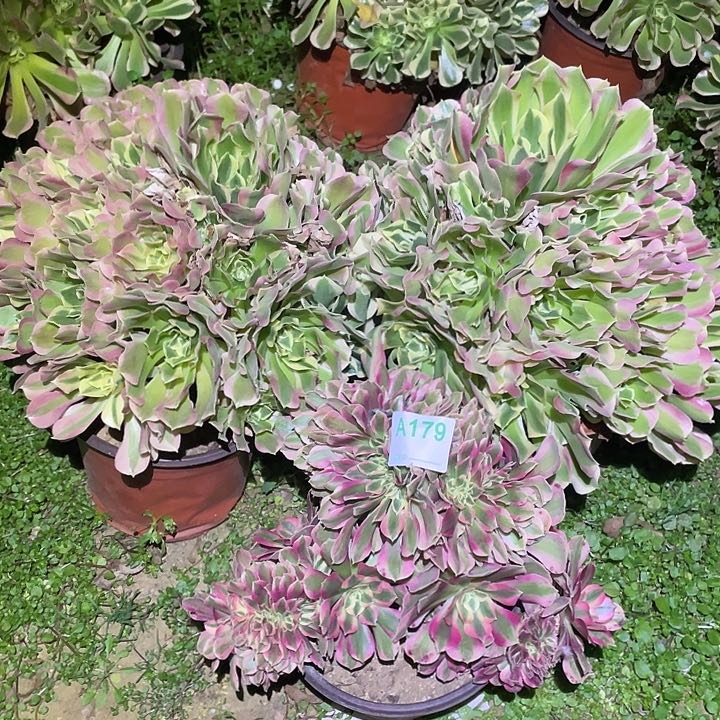 多肉植物断枝不包179法师3颗