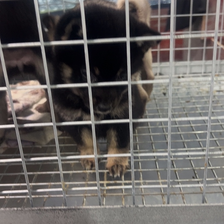 ****豆柴妹妹一个超可爱