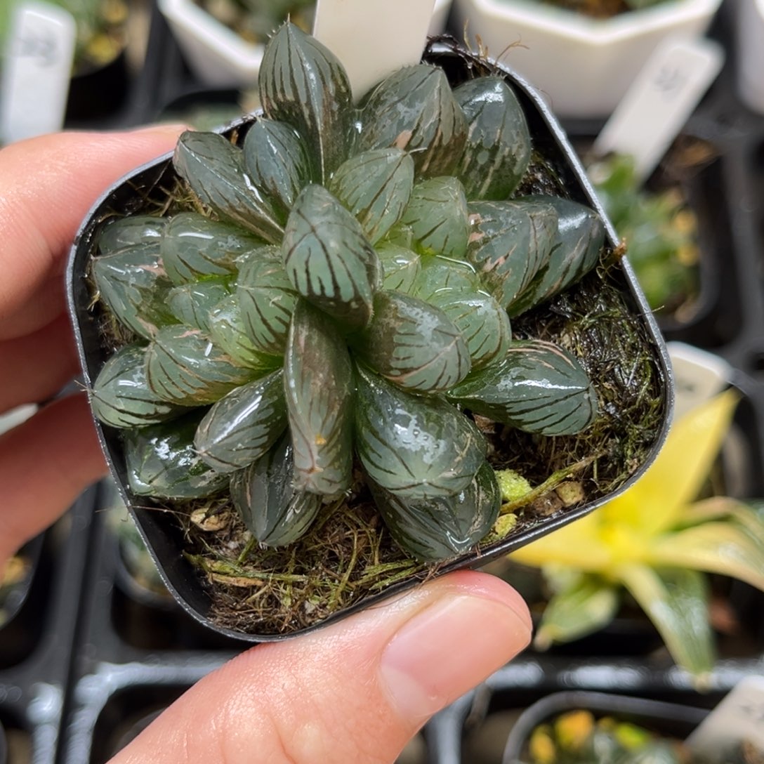 19号双胞胎龙爪玉露锦