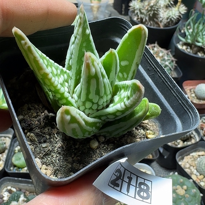 218天使之泪脱土发货