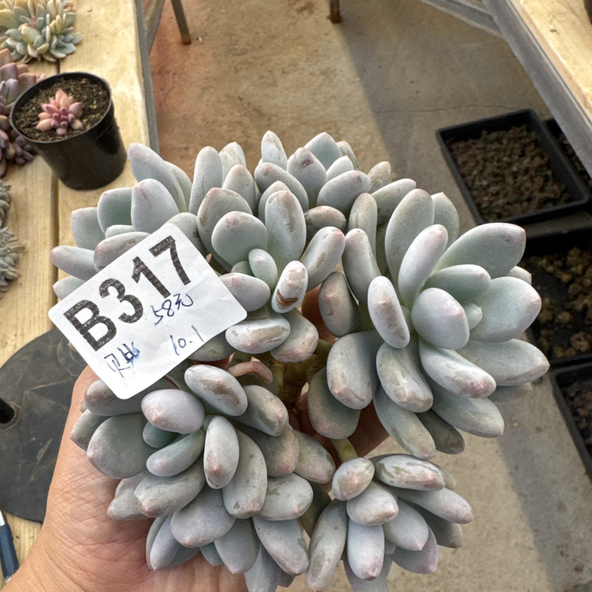 B317，贝比，多肉植物，三明治