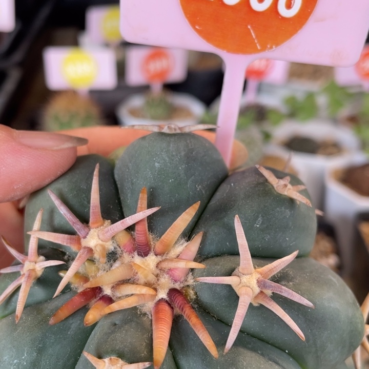 *****无根平丸不退29382938