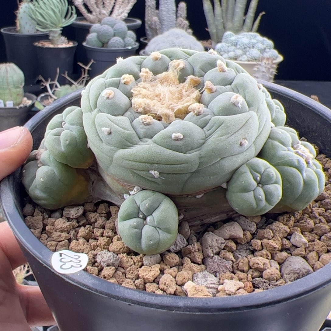 草球实生一物一拍233