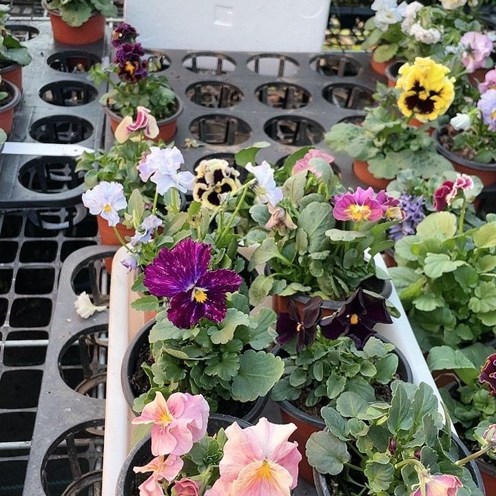 无花朵以****界6盆3708