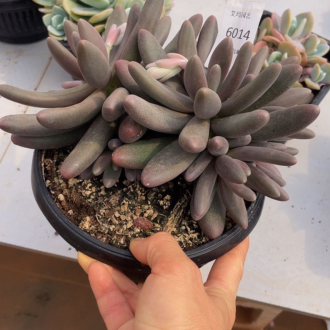 糖果美人014 多肉多肉多肉