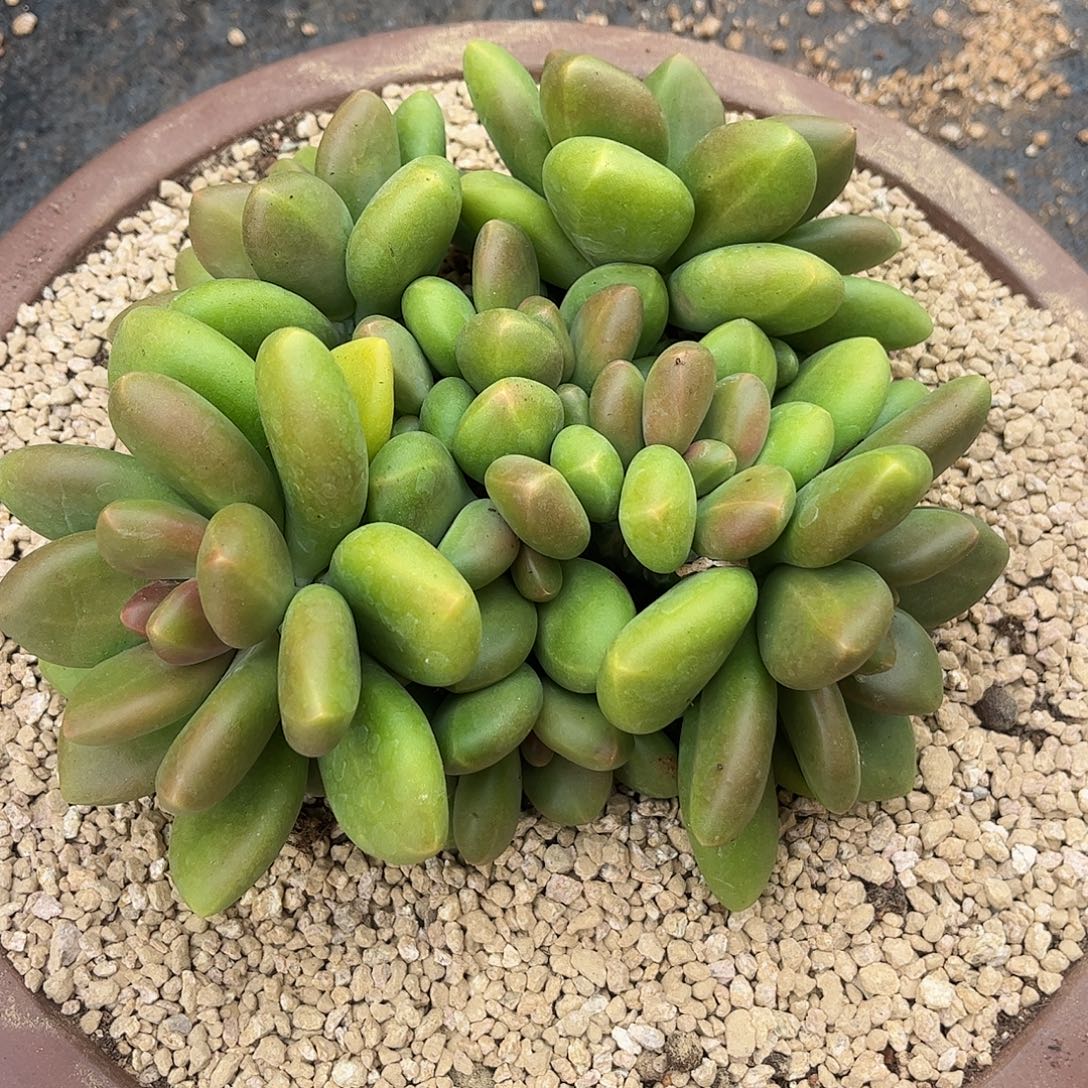 芒果奶正版群生多头平头