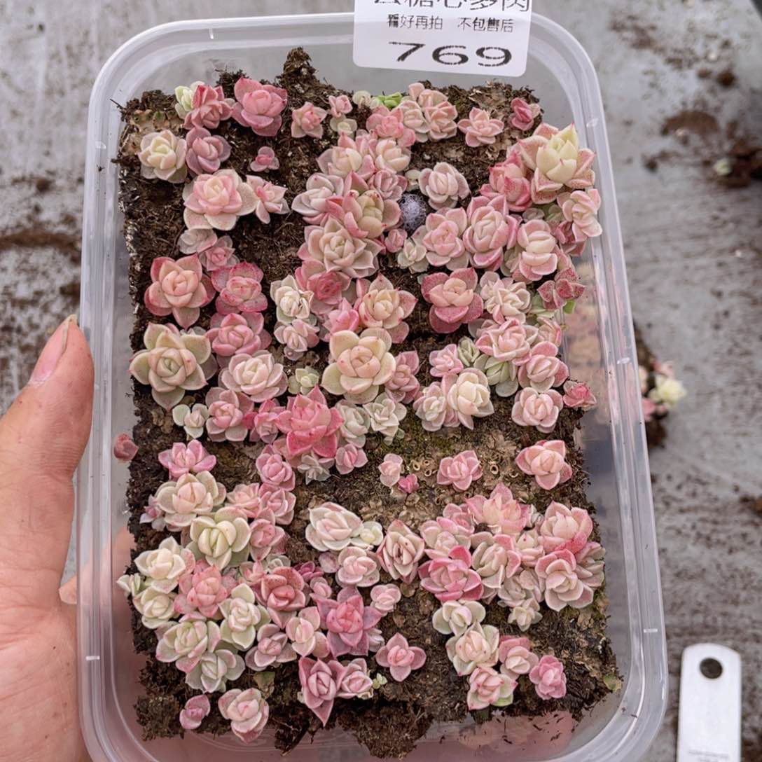 云糖心多肉植物769