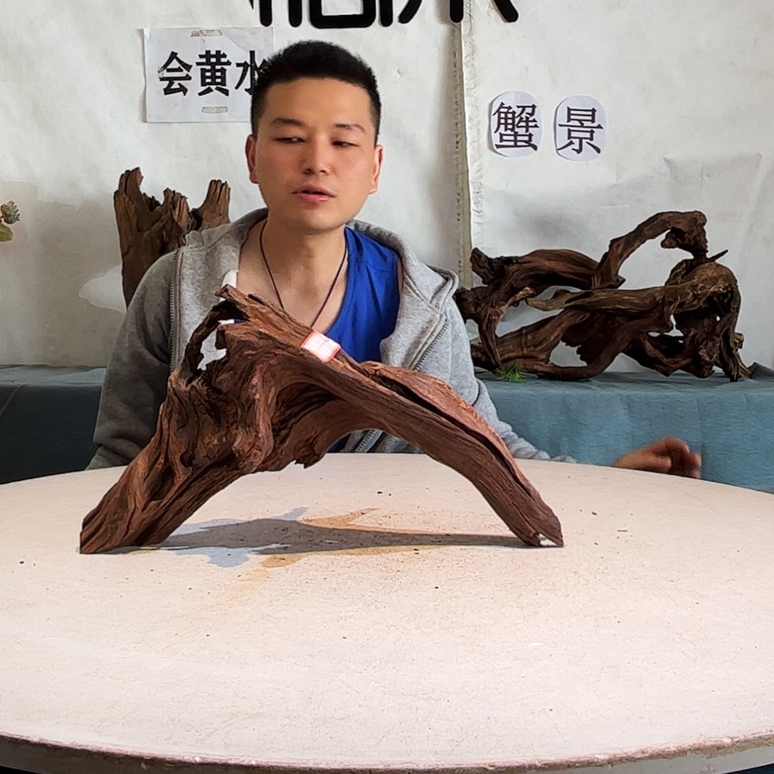 沉木造景爬宠造景
