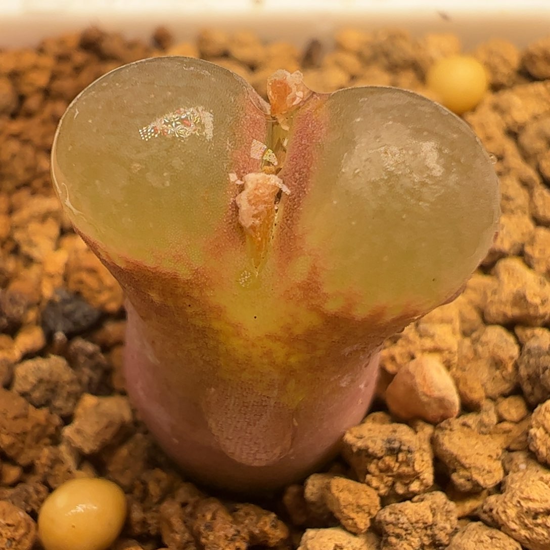 粉极窗多肉植物百科