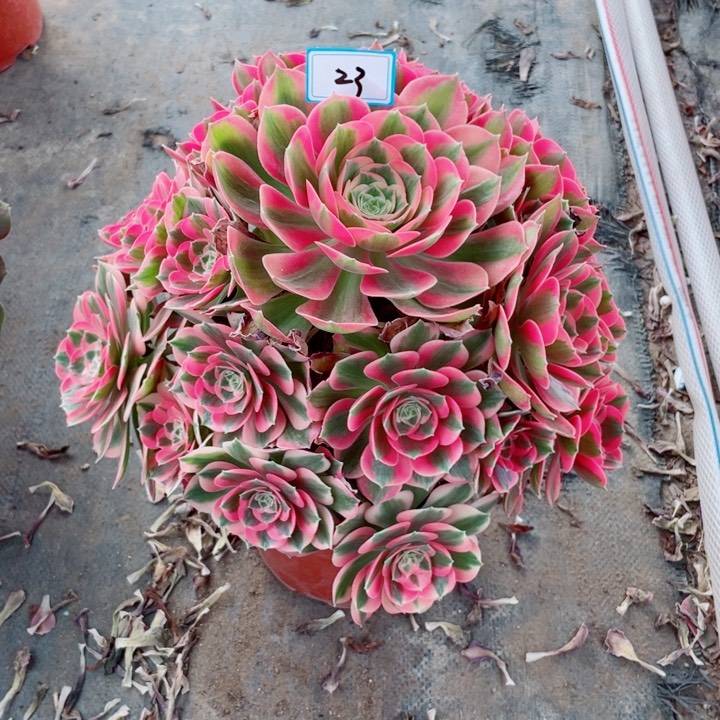 23老庄多肉法师七彩石