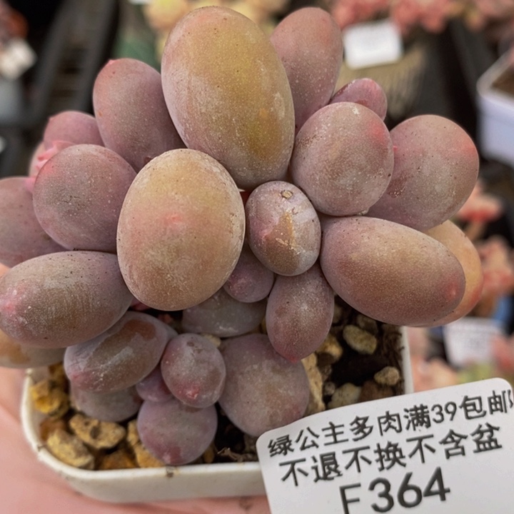 蛋黄奶7cm364多肉植物