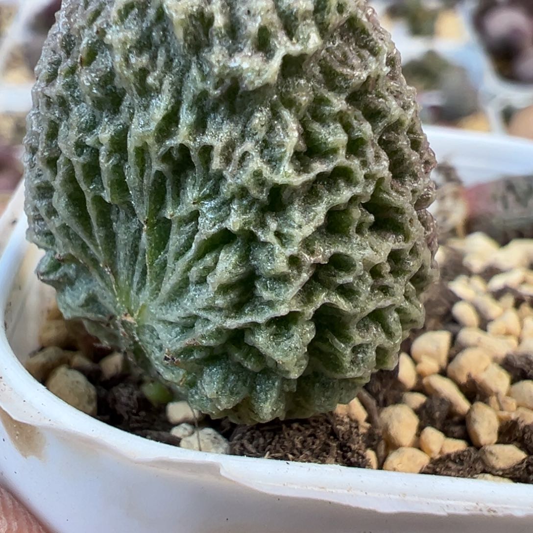 脑纹177款实生新品多肉植物