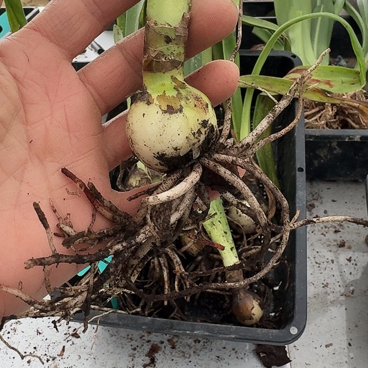 东方仙子朱顶红一棵3.5