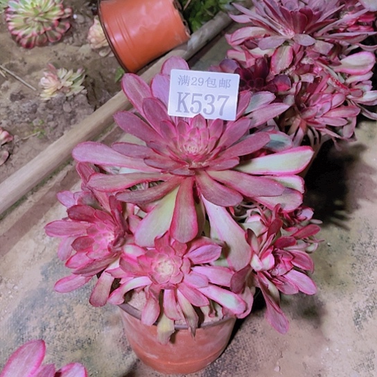 537孔雀翎多肉植物