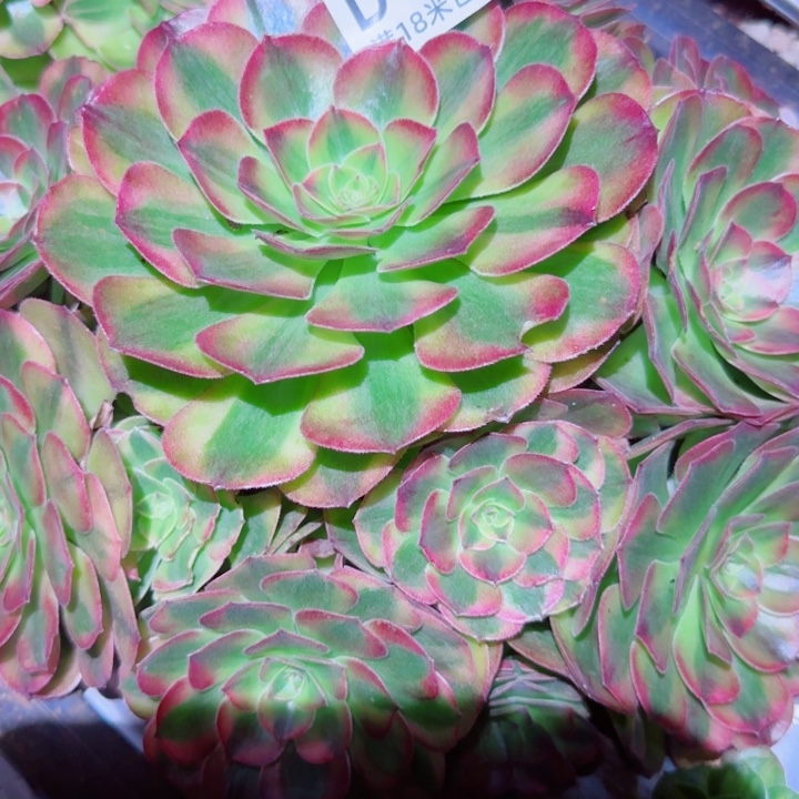 多肉法师组合多多