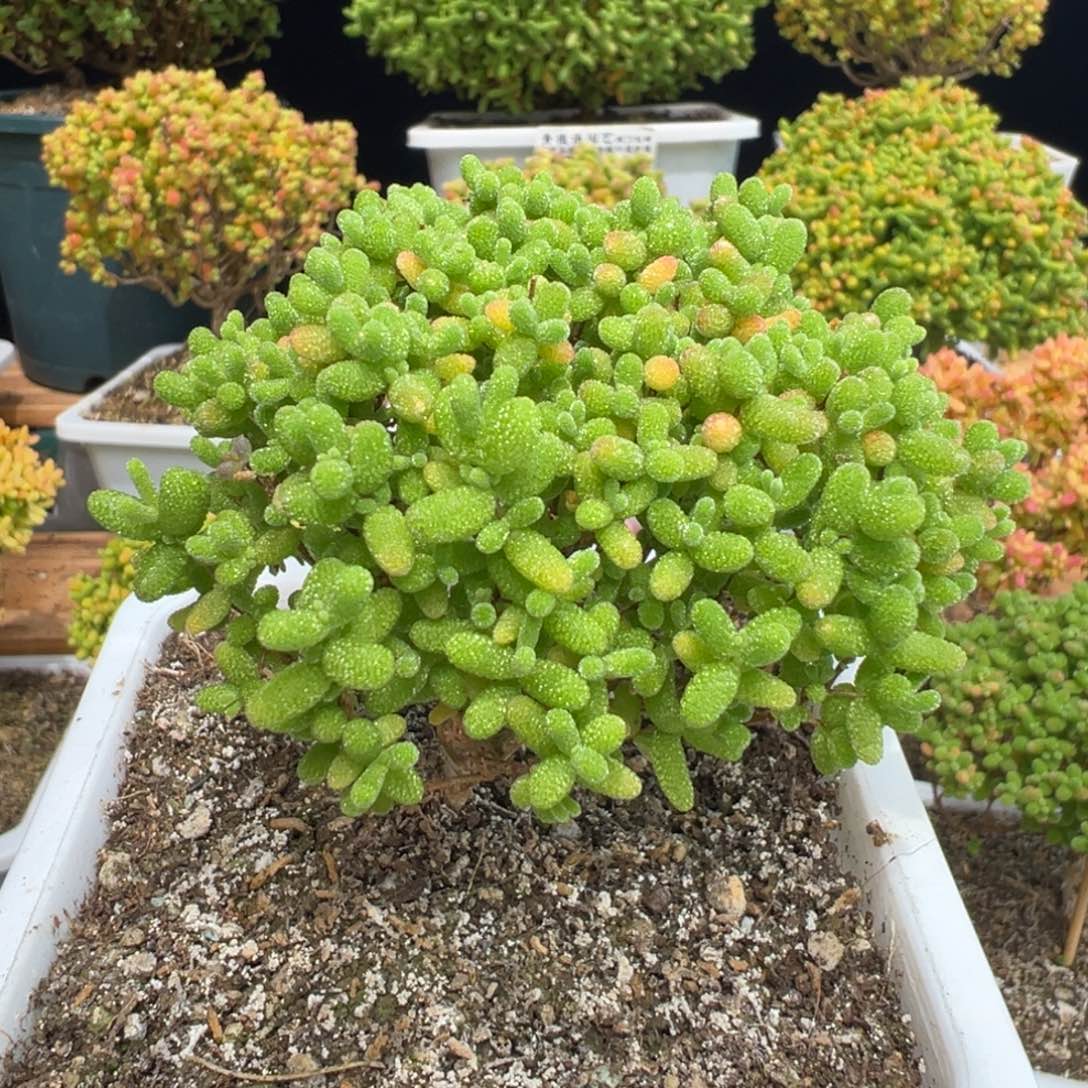 D7504蜜桔一物一拍