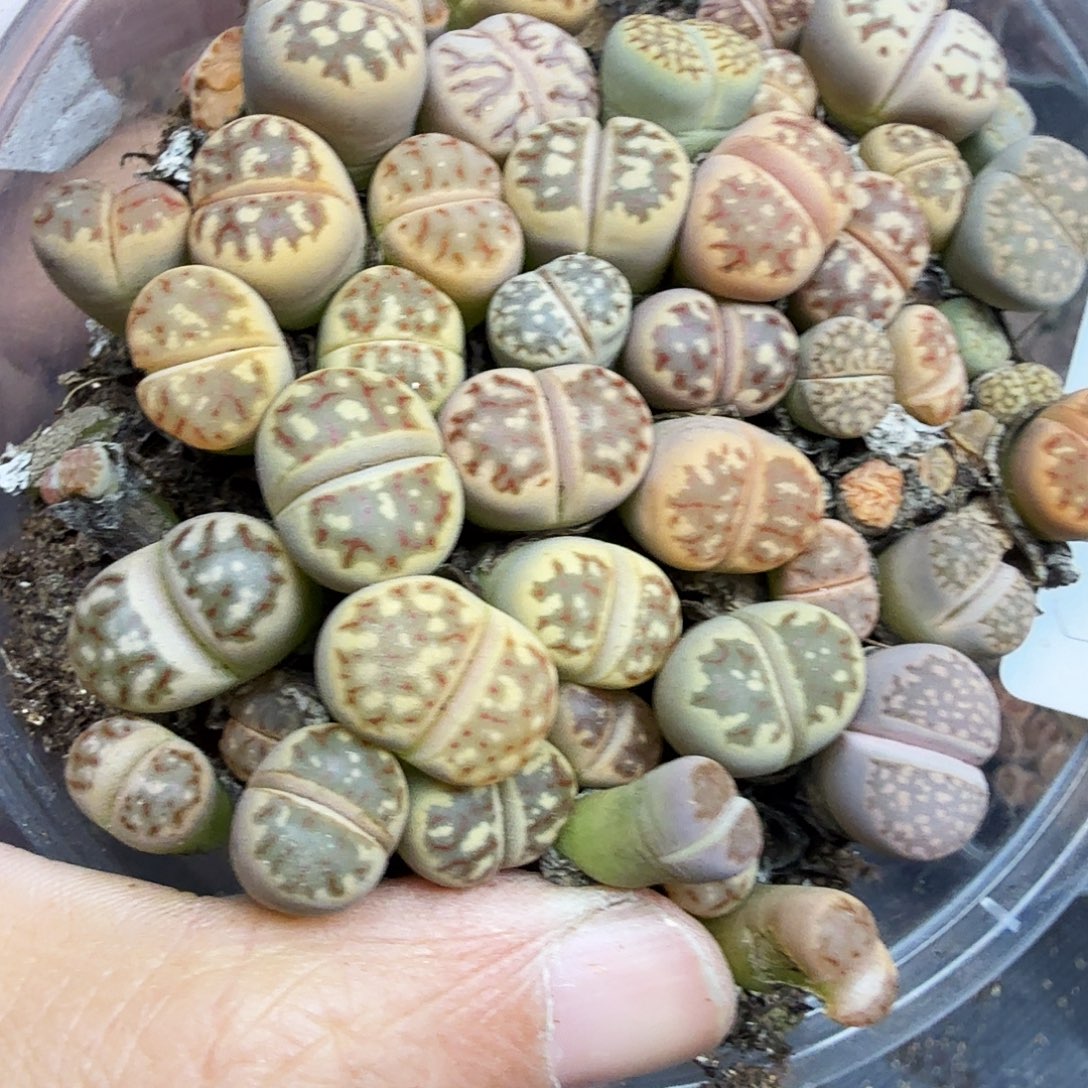 是一个不想被爱又172这个