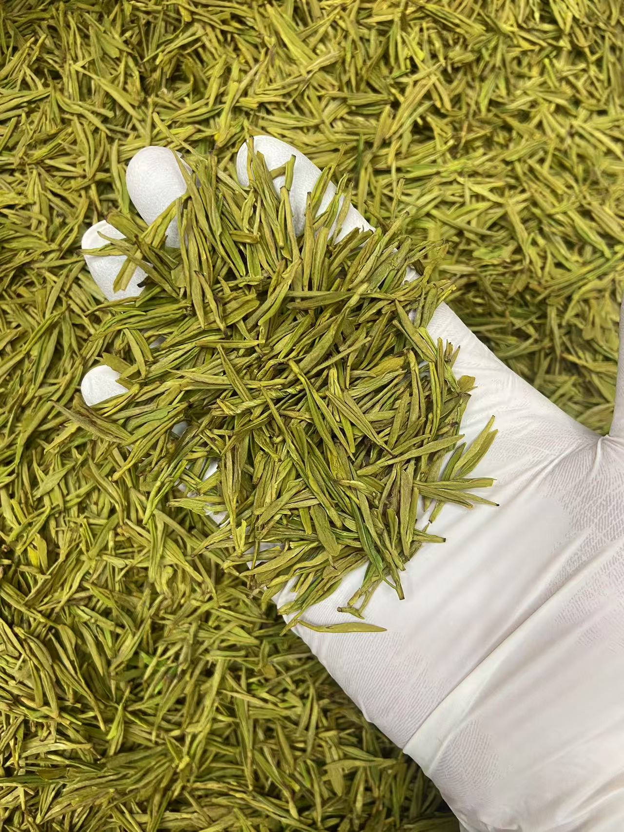 头春黄金叶A款 2025年新茶黄化绿茶绿版清香型嫩栗香奶香安吉原料